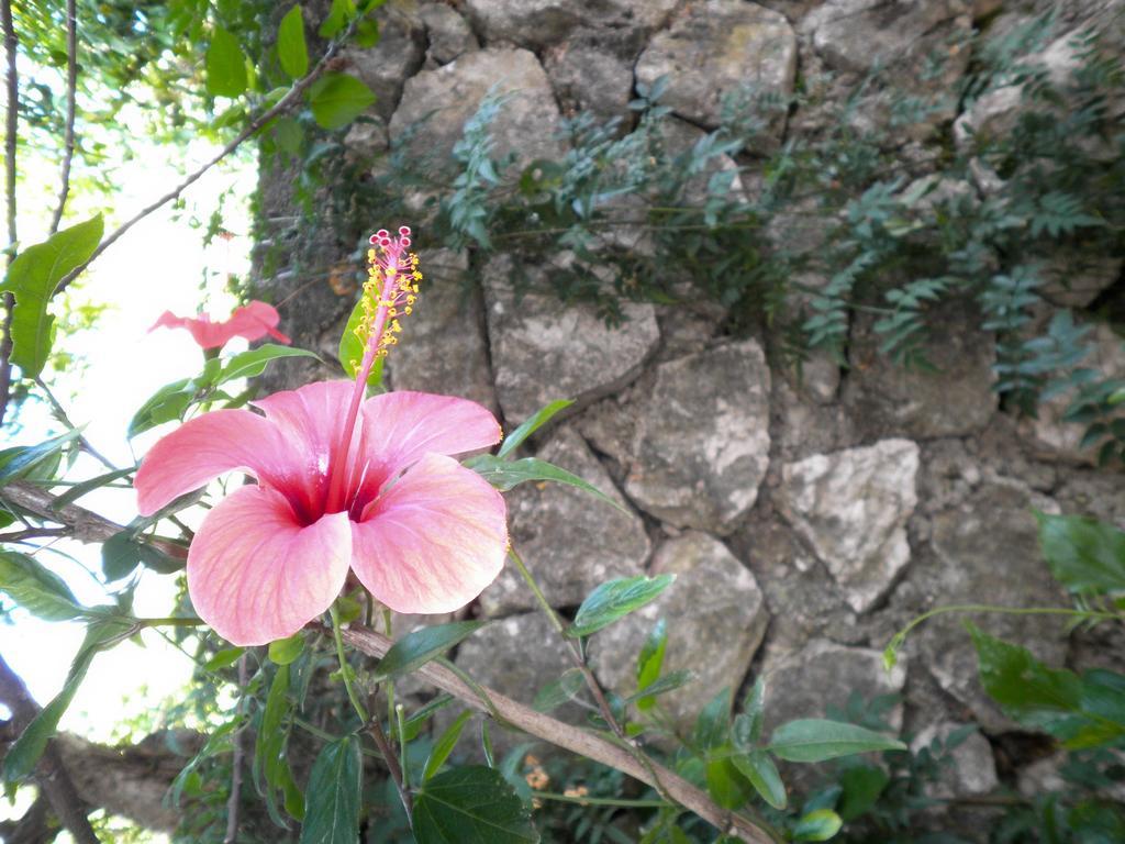 Kostas Studios II Vasilikí Dış mekan fotoğraf